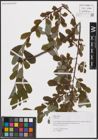 Foto von Salix aurita L.